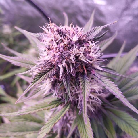 Lemon Cherry Cookies Automatic growlog timeline photo