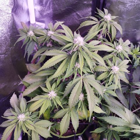 2Fast4Buds Automix 1 growlog timeline photo