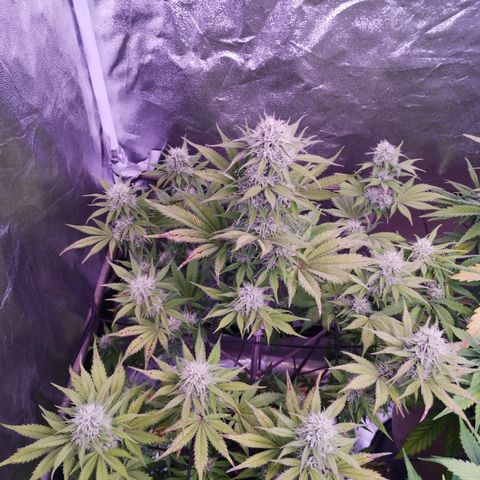Smart Lady growlog timeline photo