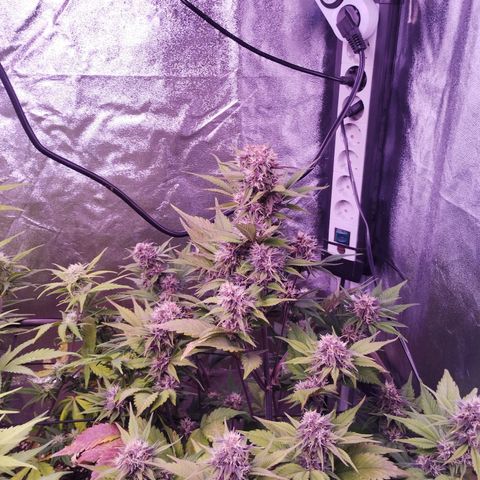 Lemon Cherry Cookies Automatic growlog timeline photo