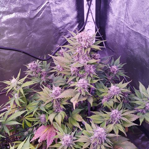 Lemon Cherry Cookies Automatic growlog timeline photo