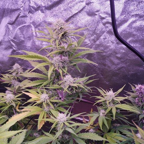 2Fast4Buds Automix 4 growlog timeline photo