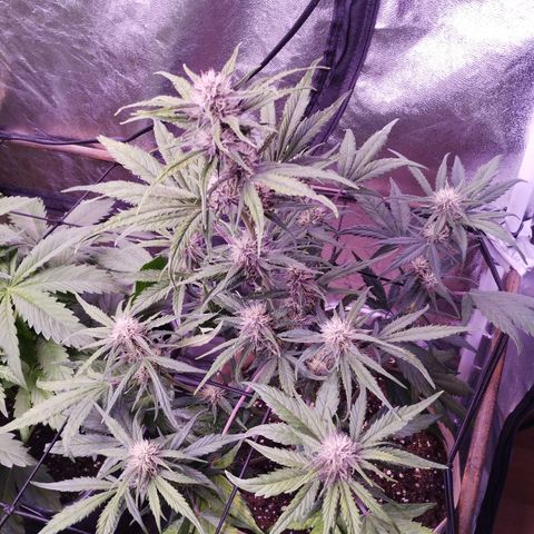 Purple Punch Auto growlog timeline photo