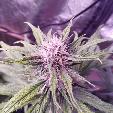 Purple Punch Auto growlog timeline photo