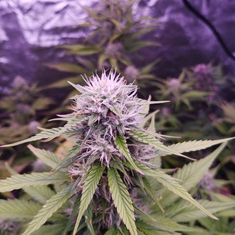 Gorilla Cookies Automatic growlog timeline photo