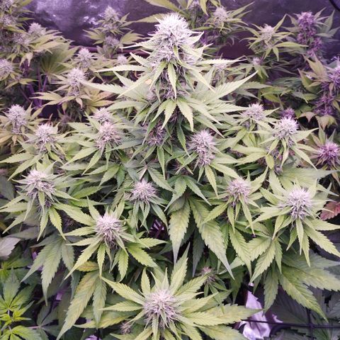 Gorilla Cookies Automatic growlog timeline photo