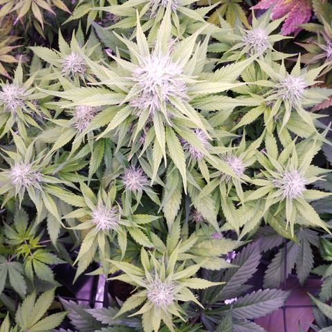 Gorilla Cookies Automatic growlog timeline photo
