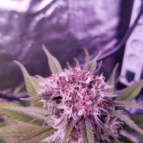 Lemon Cherry Cookies Automatic growlog timeline photo
