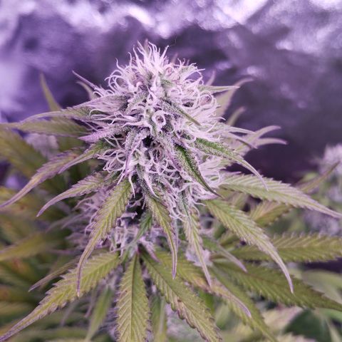 Smart Lady growlog timeline photo