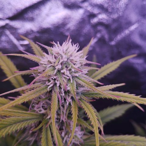 2Fast4Buds Automix 4 growlog timeline photo