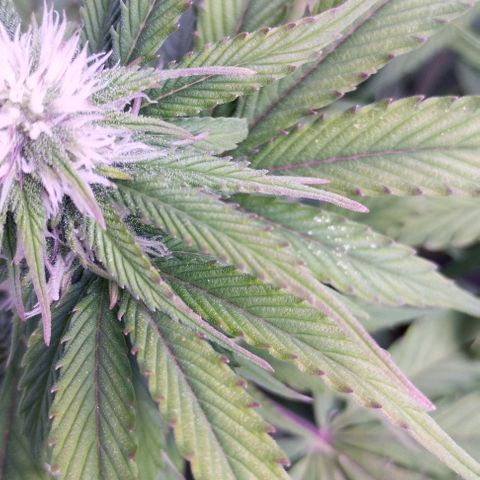 2Fast4Buds Automix 1 growlog timeline photo