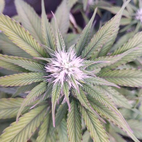 2Fast4Buds Automix 1 growlog timeline photo