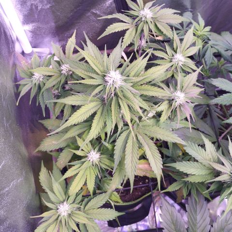 2Fast4Buds Automix 1 growlog timeline photo