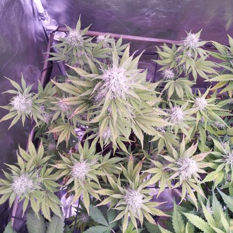Smart Lady growlog timeline photo
