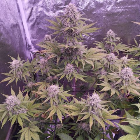 Smart Lady growlog timeline photo