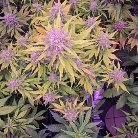 Gorilla Cookies Automatic growlog timeline photo