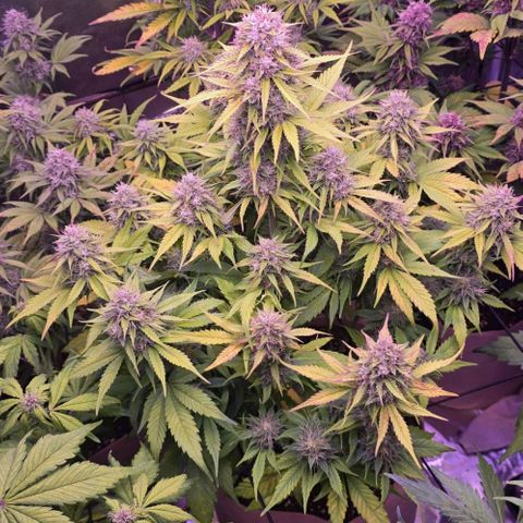Gorilla Cookies Automatic growlog timeline photo