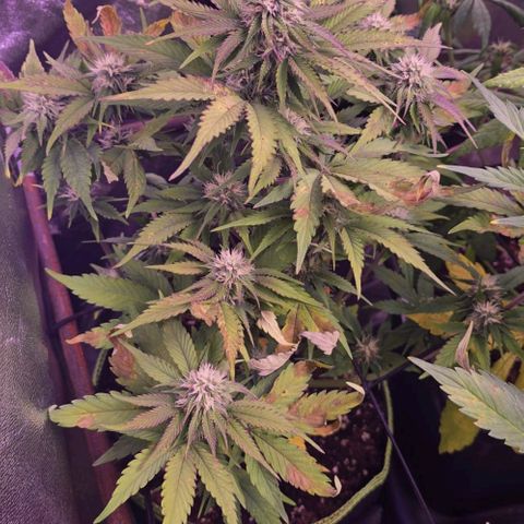 2Fast4Buds Automix 1 growlog timeline photo