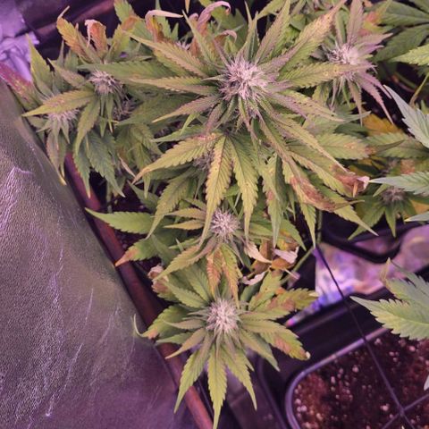 2Fast4Buds Automix 1 growlog timeline photo