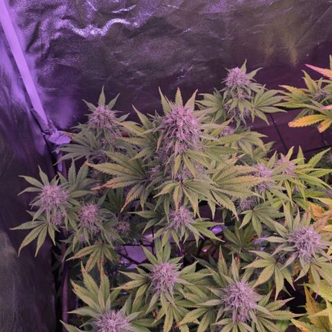 Smart Lady growlog timeline photo