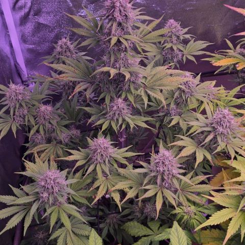 Smart Lady growlog timeline photo