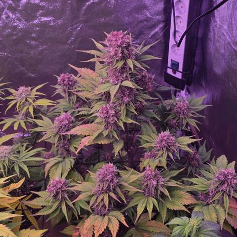 Lemon Cherry Cookies Automatic growlog timeline photo