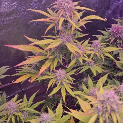 2Fast4Buds Automix 4 growlog timeline photo