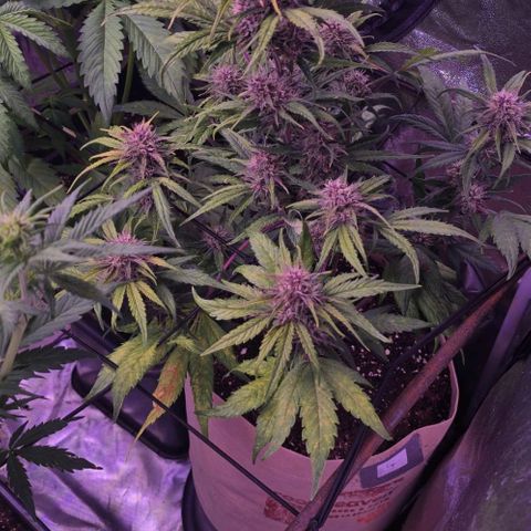 Purple Punch Auto growlog timeline photo