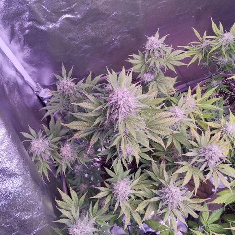 Smart Lady growlog timeline photo