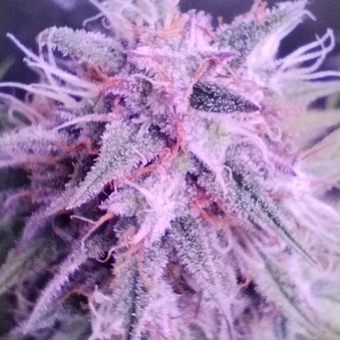 Smart Lady growlog timeline photo
