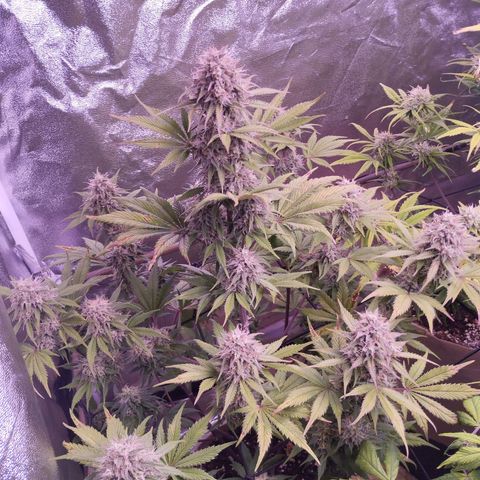 Smart Lady growlog timeline photo