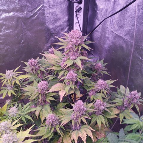 Lemon Cherry Cookies Automatic growlog timeline photo