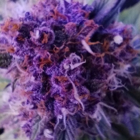 Lemon Cherry Cookies Automatic growlog timeline photo