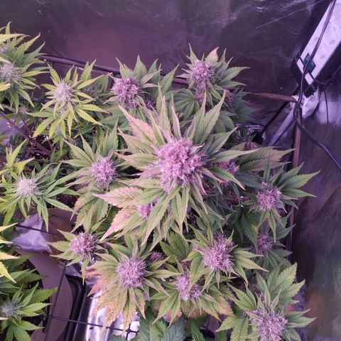 Lemon Cherry Cookies Automatic growlog timeline photo