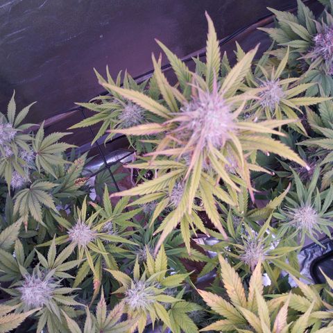 2Fast4Buds Automix 4 growlog timeline photo