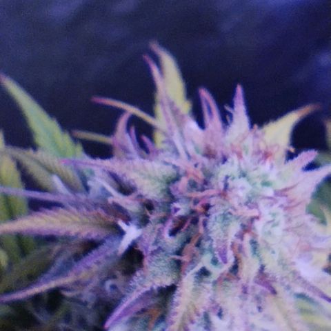 2Fast4Buds Automix 4 growlog timeline photo
