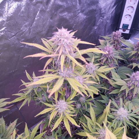 2Fast4Buds Automix 4 growlog timeline photo