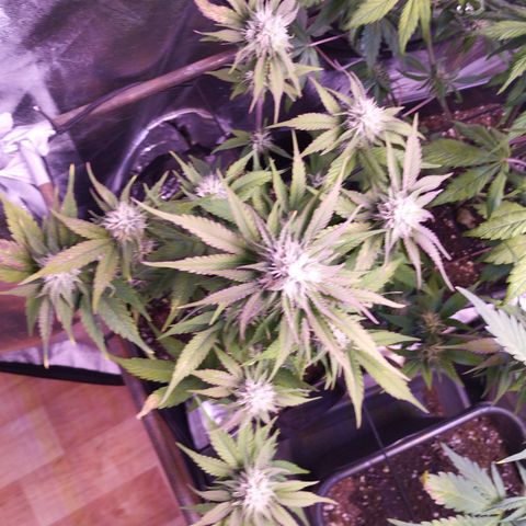 2Fast4Buds Automix 1 growlog timeline photo