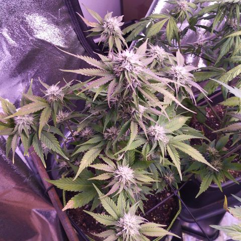 2Fast4Buds Automix 1 growlog timeline photo