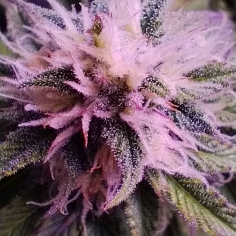 2Fast4Buds Automix 1 growlog timeline photo