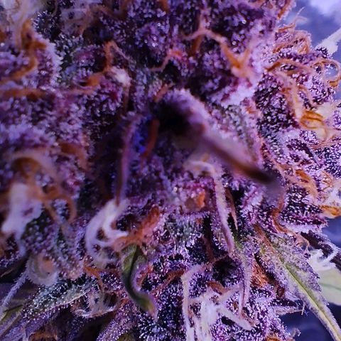 Lemon Cherry Cookies Automatic growlog photo: Wenn Purple dann richtig auch wenn ich es nicht sonderlich gerne mag. Die Pflanze selbst sieht für mich gigantisch gut aus
