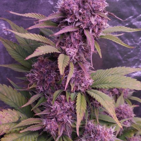 Lemon Cherry Cookies Automatic growlog photo: Wenn Purple dann richtig auch wenn ich es nicht sonderlich gerne mag. Die Pflanze selbst sieht für mich gigantisch gut aus