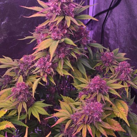 Lemon Cherry Cookies Automatic growlog timeline photo