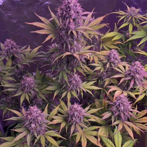 Smart Lady growlog timeline photo