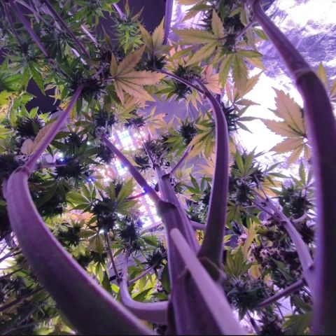 Lemon Cherry Cookies Automatic growlog timeline photo