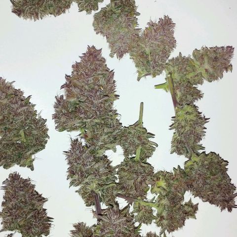 Purple Punch Auto growlog timeline photo