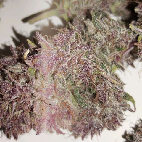 Purple Punch Auto growlog timeline photo