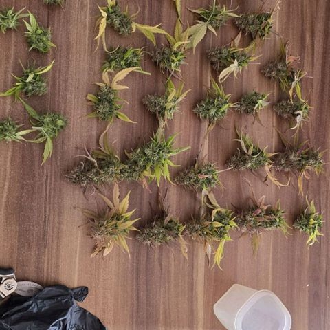 Gorilla Cookies Automatic growlog timeline photo
