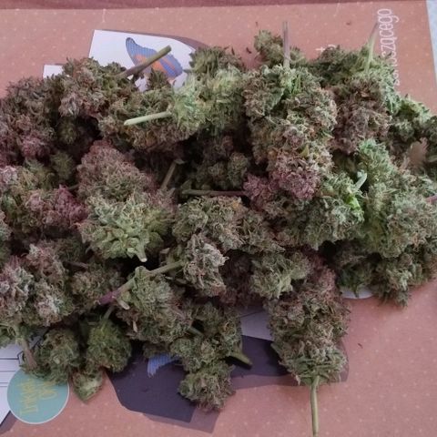 Gorilla Cookies Automatic growlog timeline photo