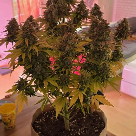 Gorilla Cookies Automatic growlog timeline photo